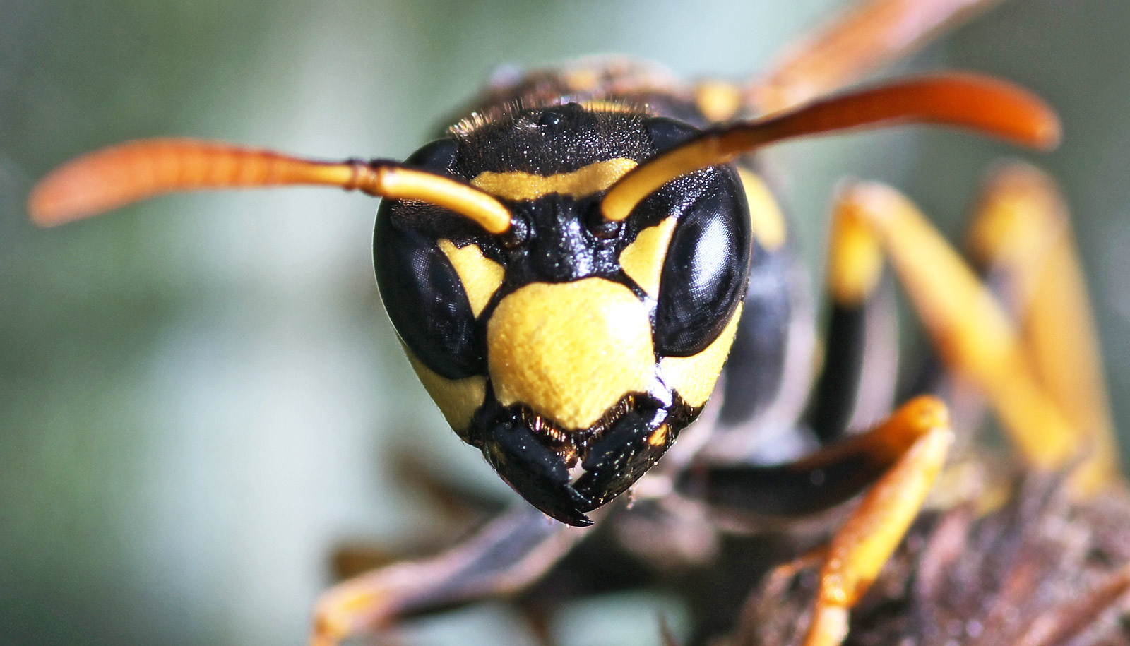 Portrait of Wasps