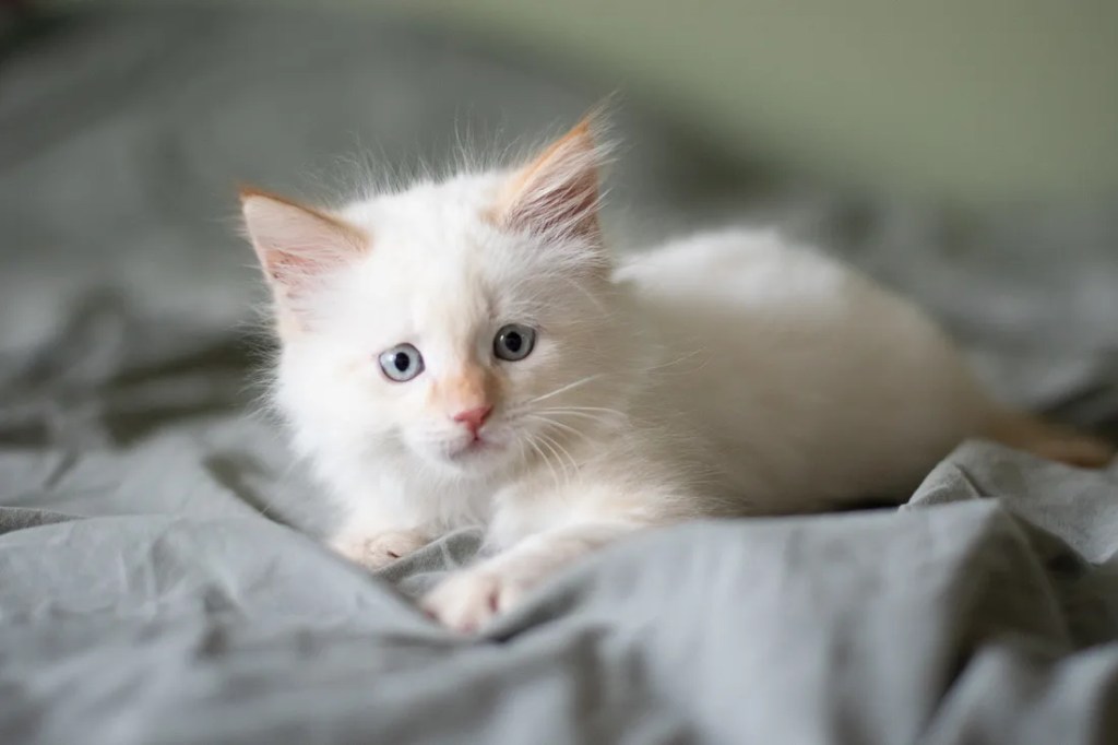 Visitation Dream: White&nbsp;Kitten