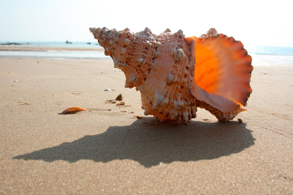 A Shell